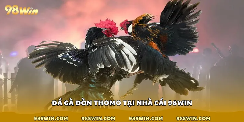 Đá gà đòn Thomo tại nhà cái 98win