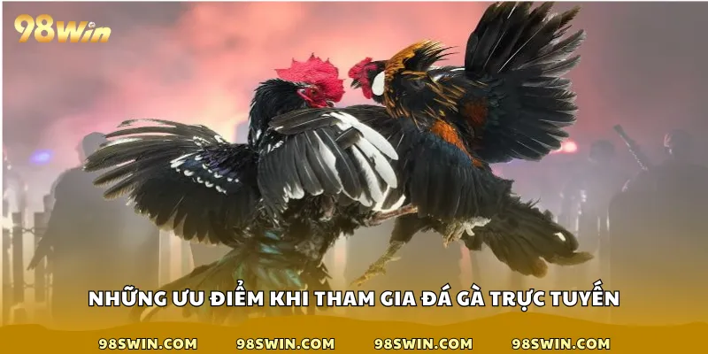 Những ưu điểm khi tham gia đá gà trực tuyến